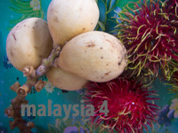 malaysia4